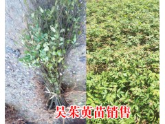 吳茱萸種植_有償供種保底回收公司圖3