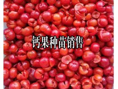 鈣果是什么?_云南哪里有鈣果種植苗圖2