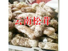 哪里出售姬松茸|哪里買有姬松茸|姬松茸哪里有圖1