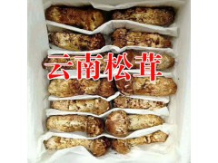 姬松茸有什么功效作用?麗江農(nóng)特產(chǎn)信息網(wǎng)圖2