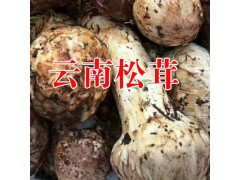 姬松茸有什么功效作用?麗江農(nóng)特產(chǎn)信息網(wǎng)圖3