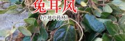 哪里有兔耳風(fēng)出售?_兔耳風(fēng)功能與作用