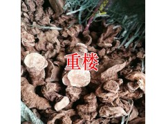 重樓草藥哪里買呢?圖3