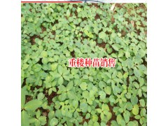 重樓種植條件_適合云南種植的滇重小苗哪里出售圖3