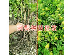 貴州刺梨樹苗-貴龍刺梨樹苗批發(fā)圖2