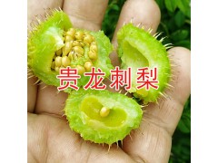 貴州刺梨樹苗-貴龍刺梨樹苗批發(fā)圖3