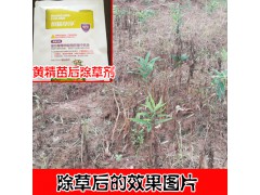 黃精苗后用什么除草劑多少錢?圖1