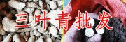 "藥材中的貴族”的三葉青-藥材中的貴族是指什么？