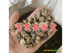 ?山慈菇?是什么?_山慈菇?又叫毛慈姑圖2