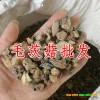 云南山慈菇價(jià)格多少錢(qián)?