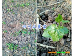 四川南充瓜蔞苗-9號(hào)瓜蔞苗/四川中藥材種植網(wǎng)087164183683圖3