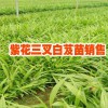 四川西充白芨小苗供應(yīng)商_白芨種苗育苗合作社銷售信息