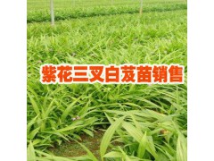 四川西充白芨小苗供應(yīng)商_白芨種苗育苗合作社銷售信息圖3