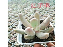 斗南多肉植物批發(fā)-昆明斗南多肉批發(fā)-斗南多肉批發(fā)市場圖片-圖2