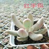 [多肉技術(shù)]多肉種植要用無(wú)機(jī)植料-18788196071