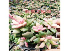 云南多肉植物批發(fā)基地#昆明多肉植物批發(fā)基地圖3