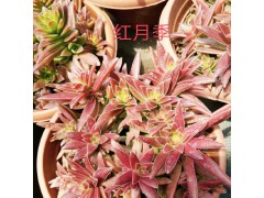 多肉植物市場_七彩多肉多少錢?-云南多肉植物價格網圖1