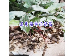 什么黃精好-丘北方圓種養(yǎng)殖農(nóng)民專業(yè)合作社圖2