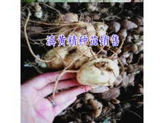 高產(chǎn)滇黃精種苗多少一株:_黃精小苗報(bào)價(jià)中心圖3