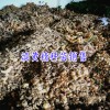 種子什么時候采收?-黃精種植技術(shù)