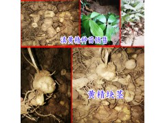 紅花滇黃精有地老虎怎么辦?-18087630847圖2