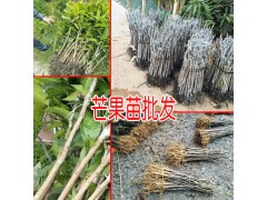 金煌芒果苗哪里有出售_云南哪里有金煌芒果苗-13457726806圖2