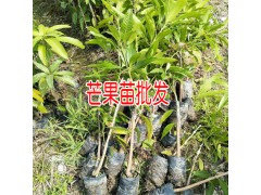 金煌芒果苗哪里有出售_云南哪里有金煌芒果苗-13457726806圖3