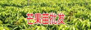 2018廣西芒果樹苗_什么品種芒果苗好?