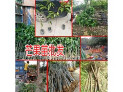 廣西貴妃芒_貴妃芒果怎么樣?-13457726806圖2