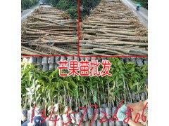 海拔在600米以下適合種植芒果嗎?圖1