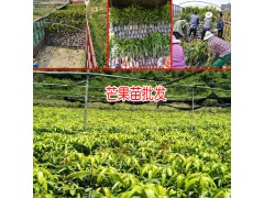 |廣西芒果苗價格| 廣西芒果| 臺農(nóng)一號基地|圖3