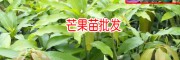 云南/廣西紅貴妃芒果苗多少錢(qián)一棵?13457726806