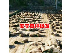 云南草坪種植銷售基地*?昆明草坪銷售_云南草皮（坪）供應(yīng)網(wǎng)圖1