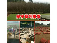 草坪多少錢一平方?_昆明草坪哪里能買到?圖2