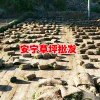 云南哪有混播草坪？冬季混播草坪基地-安寧草坪