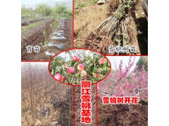 麗江雪桃什么時(shí)候開(kāi)花采摘?_15912788180圖3