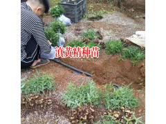 滇黃精藥用植物_滇黃精種苗怎么賣圖3