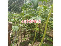 重樓種子如何催芽?-重樓種子催芽技術(shù)圖2