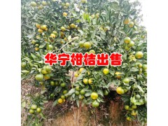 云南華寧柑桔特點(diǎn)_華寧柑桔種植公司圖2