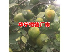 云南柑桔果園直銷_華寧宮本柑桔公司品質(zhì)更好圖3