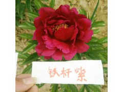 2018觀賞芍藥苗價格_ 觀賞芍藥價格_ 荷澤觀賞芍藥價格圖3