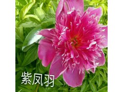 觀賞芍藥花價(jià)格_千層觀賞芍藥價(jià)格- 菏澤觀賞芍藥價(jià)格圖2