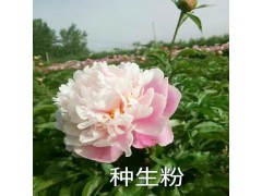 觀賞芍藥花價(jià)格_千層觀賞芍藥價(jià)格- 菏澤觀賞芍藥價(jià)格圖3