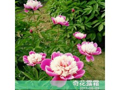 觀賞芍藥多少錢- 觀賞芍藥有多少品種?圖2