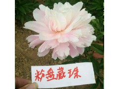 觀(guān)賞芍藥多少錢(qián)一棵- 觀(guān)賞芍藥苗多少錢(qián)- 觀(guān)賞芍藥能活多少年圖3