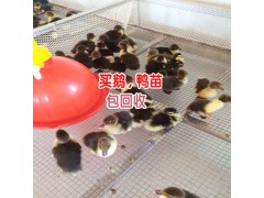 怎么樣養(yǎng)火鴨才賺錢_賣價高達300—500元/只圖3