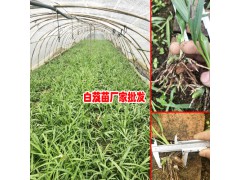 2018白芨育苗基地-產(chǎn)量達(dá)4000斤18208899280圖2