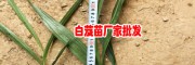 貴州白芨苗多少錢一株(棵)?