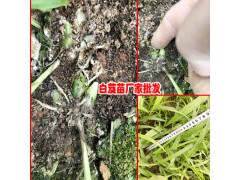 云南白芨一畝要多少種苗?_白芨小苗銷售熱線圖3