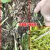 22018白芨一畝能賺多少錢?_白芨樹苗商家